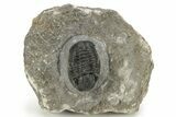Detailed Gerastos Trilobite Fossil - Morocco #226623-3